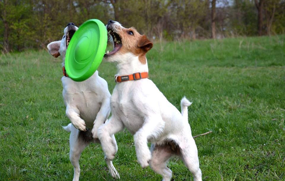 Disque volant Flyber Waudog