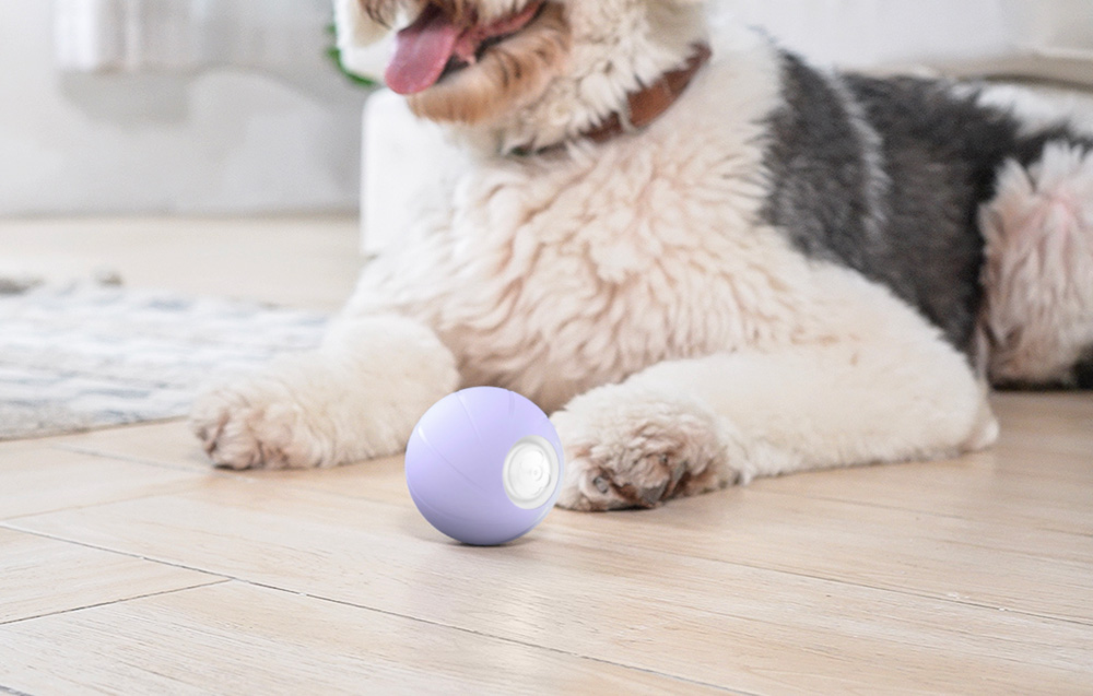 Compagnon intelligent