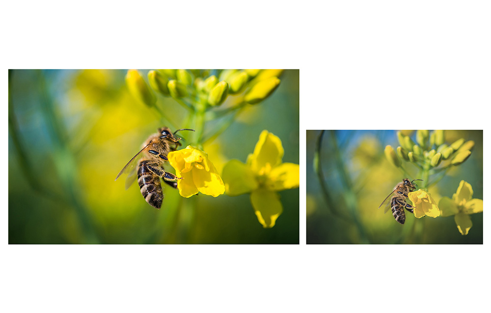 Abeille sur fond de fleurs jaunes, deux photos montrant la même scène avec de légères variations de couleur